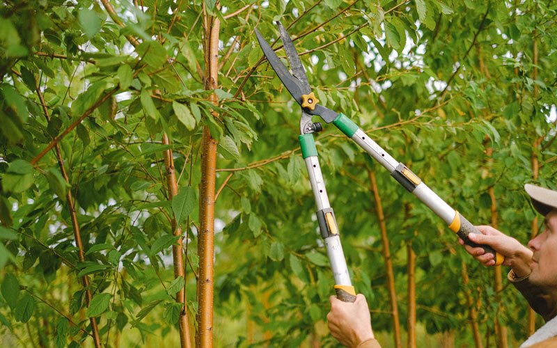 Tree trimming in Glide, OR